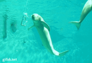 2339524557-1.gif