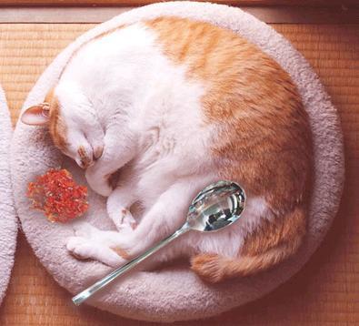 멀리서_보면_카레라이스.jpg : 멀리서 보면 카레라이스다냥~