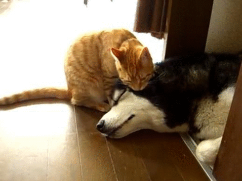 c955ea6211d4d2776d5798adca8b8a61.gif
