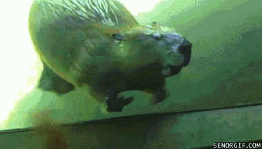 저스틴비버.gif