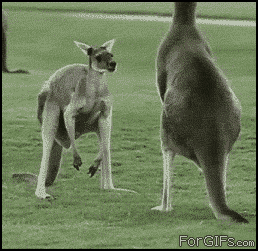 dogdrip.net_ball2.gif