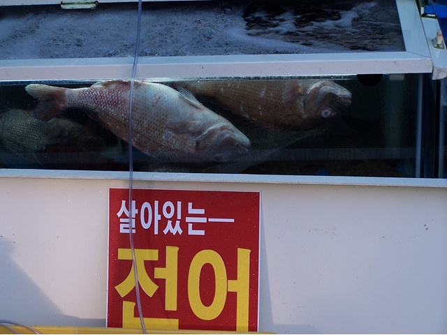 살아있는 전어.jpg