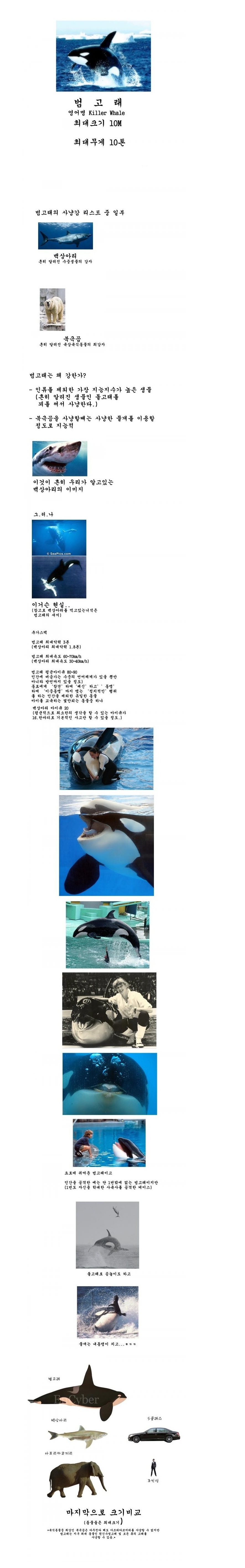 1377402514_111.jpg : 범고래의 쩌는 위엄 ㄷㄷ 1377402514_111.jpg : 범고래의 쩌는 위엄 ㄷㄷ