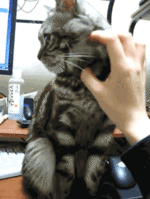 -1128971781[1].gif : 나오늘 예민해...