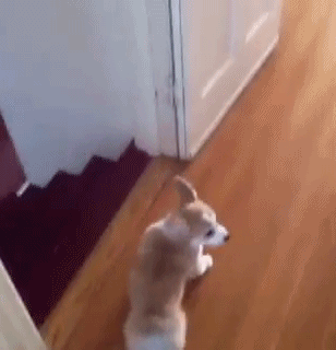 짧은강아지.gif