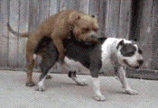 10027370_1313489892.gif
