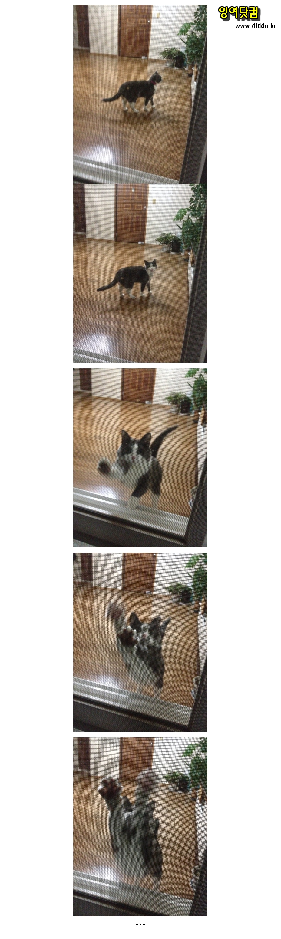 야옹.jpg