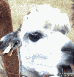 d57befb0c644d21761ad8f34a4c7d3f1.gif