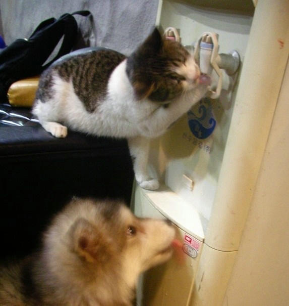 개랑고양이 ㅋㅎ.jpg : 동물