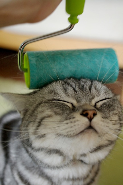 714068_2.jpg : 동물