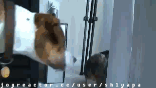 14ed6b5f6151cf1ad54da24d837417ca.gif
