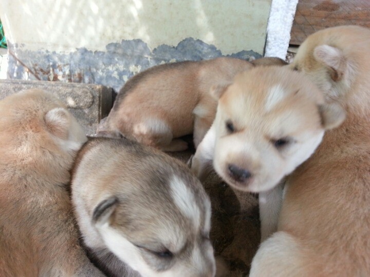 1436495463P8LsRt2HzIqPDbC5j_1436712135_1