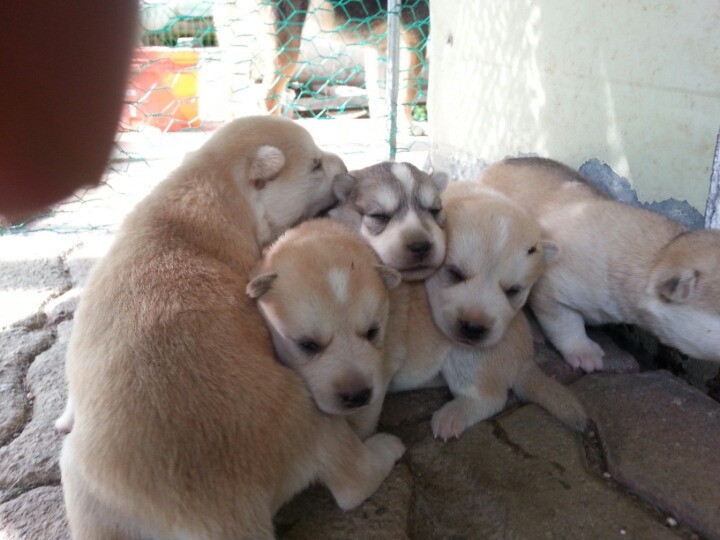 1436495447H4wEOsckjUgqqayghixTLvWPx_1436