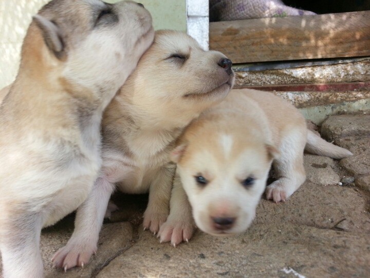 1436495449C1YZZK3suSxFCzuVCADdTvw_143671