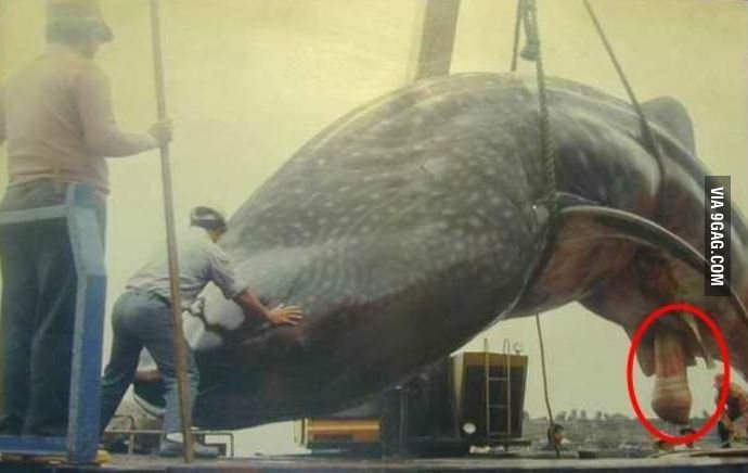 1439738043_aDmdZO9_700b_1439750106_0_1.j