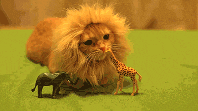 kVL6u0e_1411157407_0_8.gif