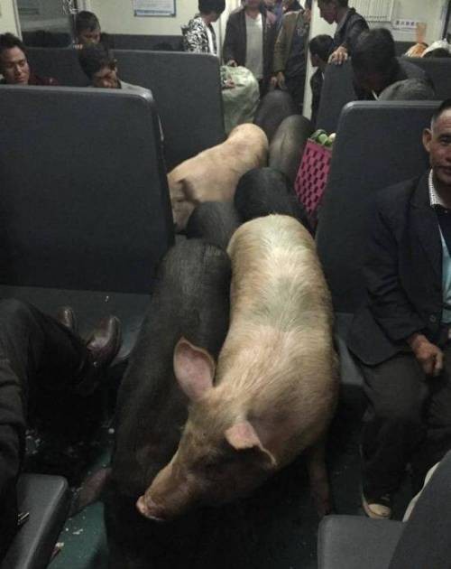 160216043619_zVDKgroCpcRtgVq_1455605338_