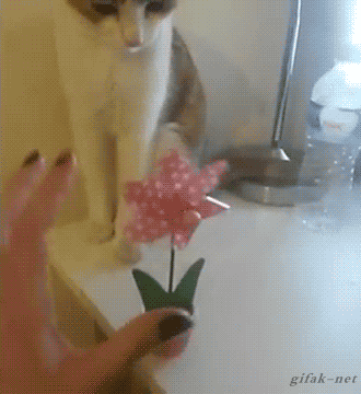 2015071806321089_1437186738_0_8.gif