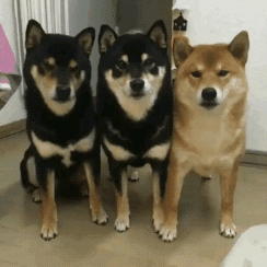2015111316041059_1447423591_0_4.gif
