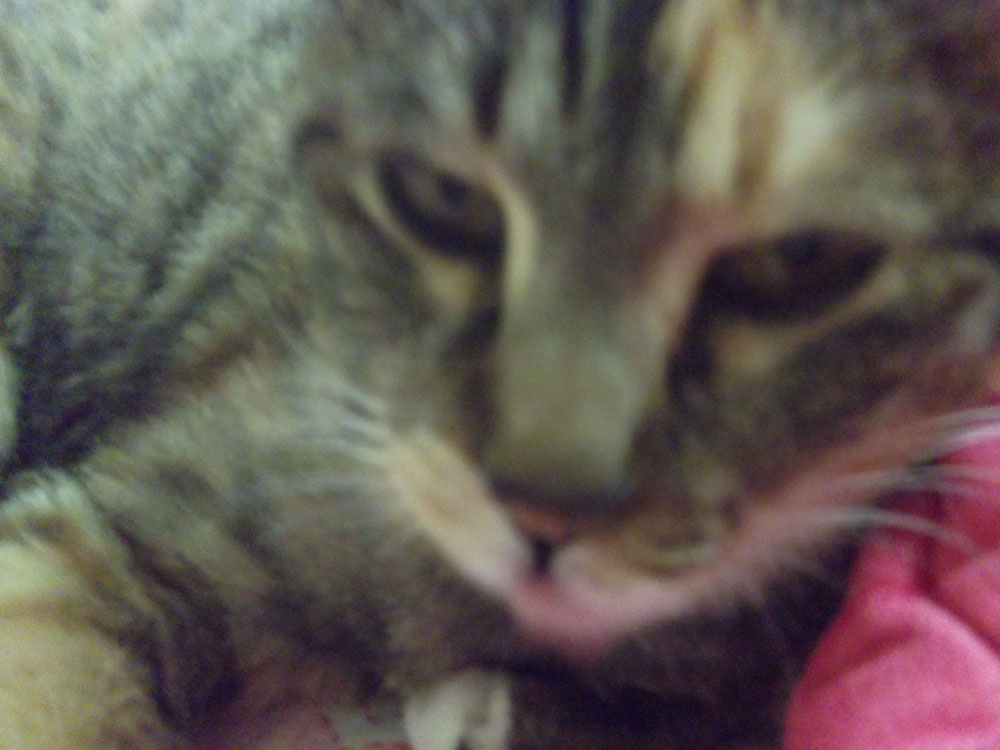 DSCF6573.jpg : 고양이를 키우고있습니다2