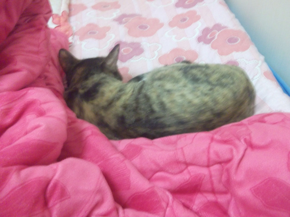 DSCF6568.jpg : 고양이를 키우고있습니다2