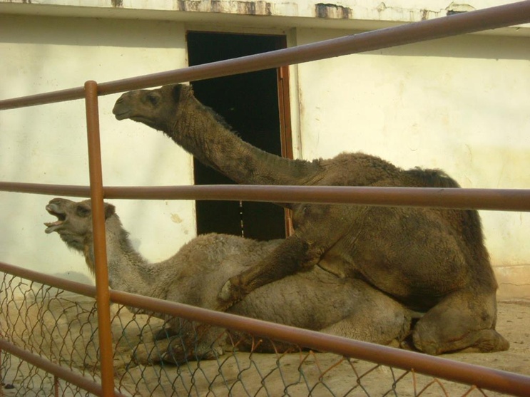camel.jpg