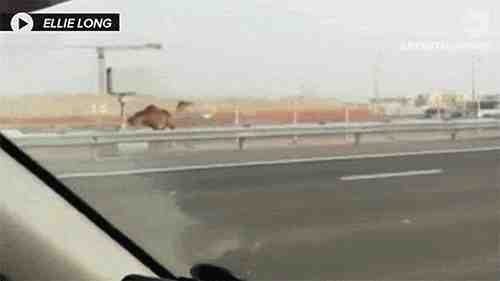 image.gif : 두바이의 급발진